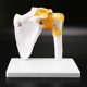 thumbnail image 5 of Human Shoulder Joint Model, Accurate Model Life Size Human Skeleton, 5 of 5