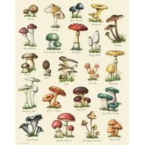 Aikeory Mushroom Varieties 8" x 10" Painting Canvas Art Prints