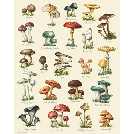 Aikeory Mushroom Varieties 8" x 10" Painting Canvas Art Prints