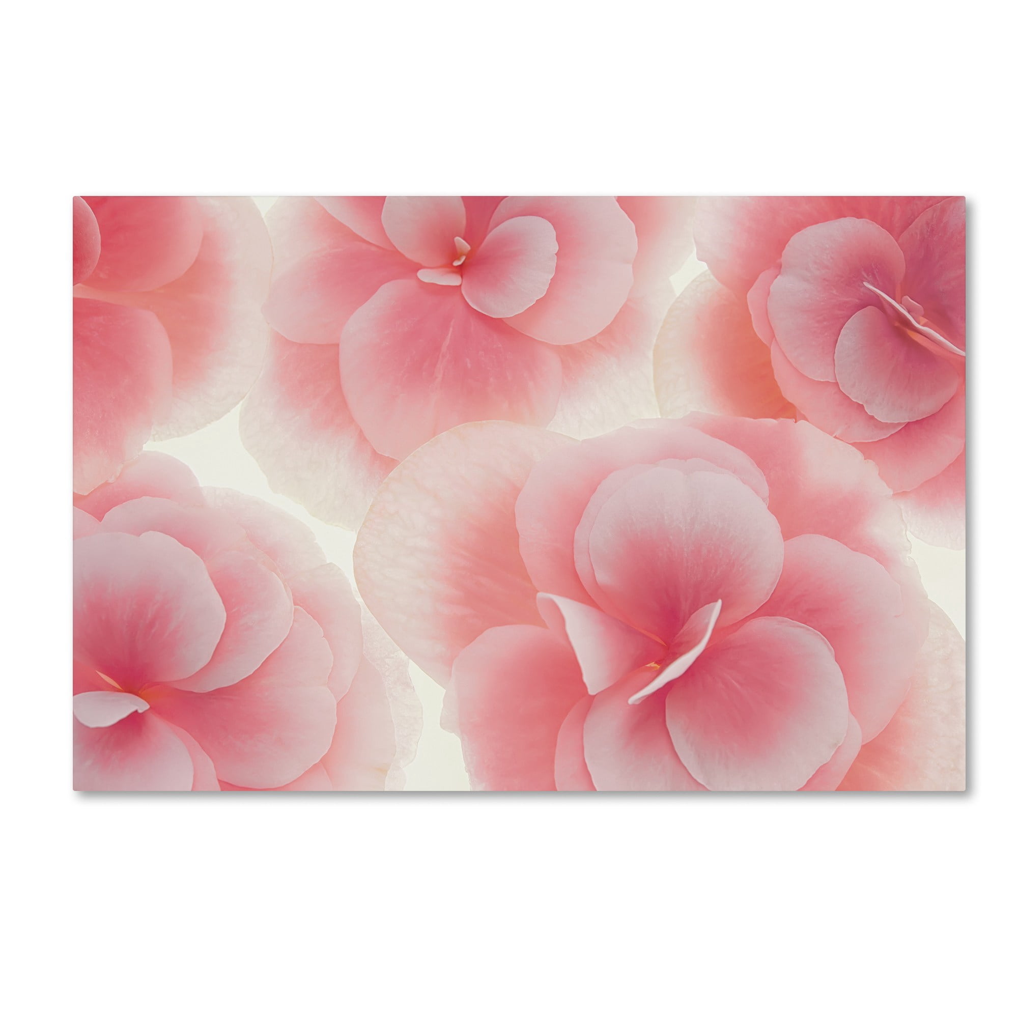 Trademark Fine Art 'Rose Begonia Flowers' Canvas Art by Cora Niele