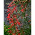 thumbnail image 2 of Firecracker Plant I 30 Live Plants I Russelia Equisetiformis I Vibrant Red Tubular Flowers, Hummingbird Attracting, Heat-Tolerant, Perfect for Borders and Containers, 2 of 9