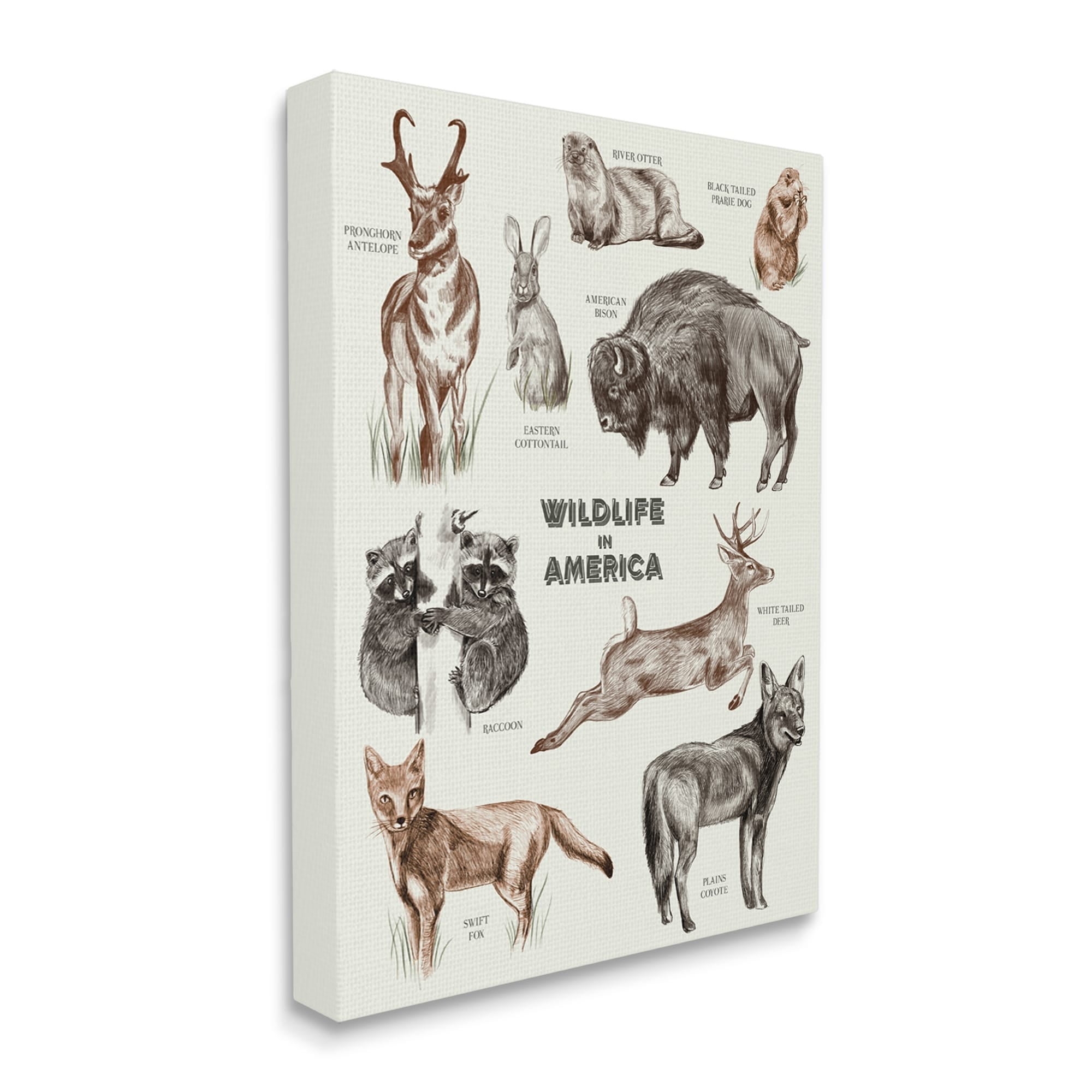 Stupell Industries Wildlife In America Various Animals Detailed Illustrations Chart Canvas Wall Art, 24 x 30, Design by Lil' Rue