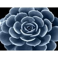 thumbnail image 2 of Jensen, Mia 32x25 White Modern Wood Framed Museum Art Print Titled - Succulent Indigo IV, 2 of 4