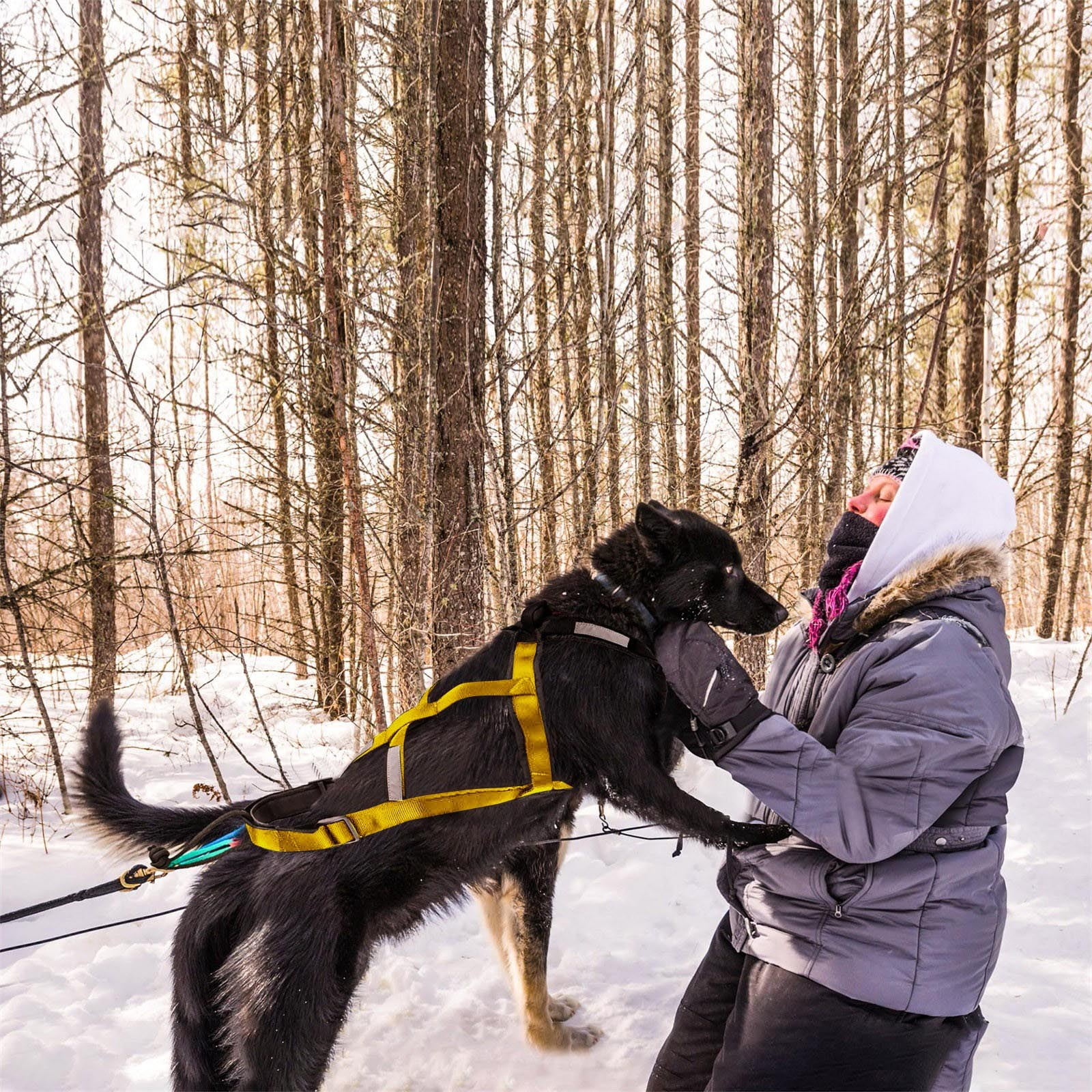 Dog Pulling Harness, Adjustable Sled Dog Harness for Large Breeds, Ideal for Running, Biking, Skiing, and Joring Sports