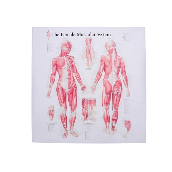 Female Muscular System Canvas Poster Anatomical Hanging Picture Room Decoration for Home School Hospital Restaurant (43x34cm)