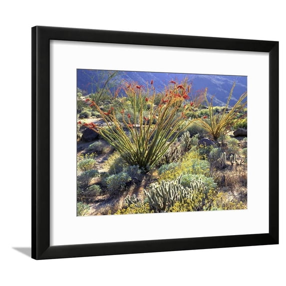 Blooming Ocotillo Cactus and Brittlebush Desert Wildflowers, AnzaBorrego Desert State Park, Botanical Framed Art Print Wall Art by Christopher Talbot Frank Sold by Art.Com