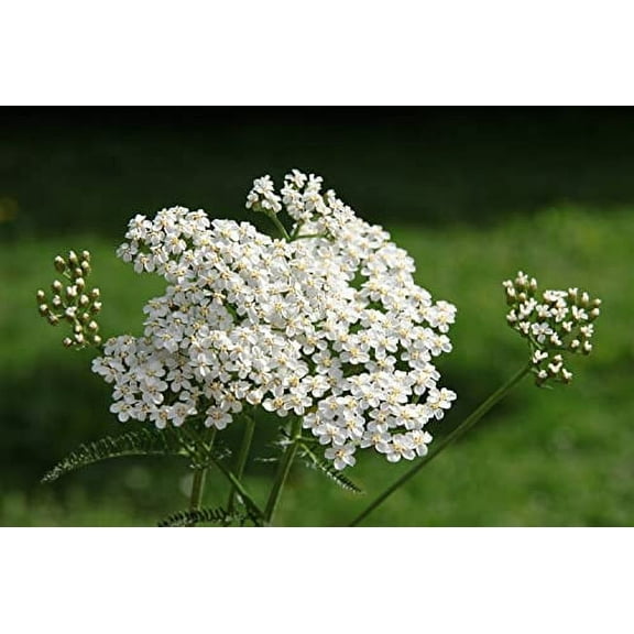 Organic Yarrow Seeds (Achillea millefoleium) 150 Seeds (0.1 Grams)