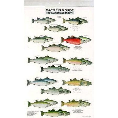 Mac S Field Guide To Trout And Salmon Of North America