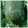 thumbnail image 4 of Everwilde Farms - 10 Organic Red Moon And Stars Watermelon Seeds - Gold Vault Jumbo Bulk Seed Packet, 4 of 5