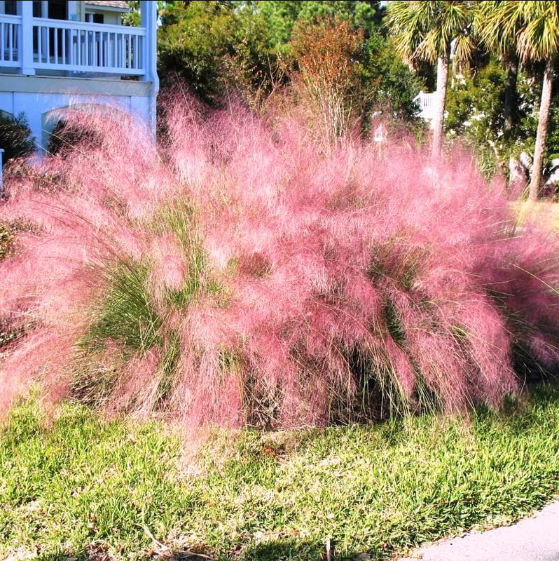 Muhly Grass Pink Live Starter Plant for Planting, Ornamental Grass Live Plant for Growing Indoor, Outdoor, 4 to 6 Inch Tall, Ship No Pot