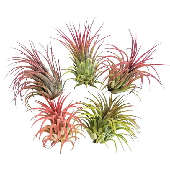 It Blooms 2.5-4" RED Ionantha Live Plants (5 Count), Easy Care