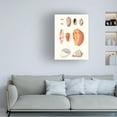 thumbnail image 3 of Vision Studio 'Shell Collection III' Canvas Art, 3 of 3