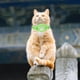 thumbnail image 2 of Collar de nylon resistente para perros pequeños y gatos. Diseño ajustable y versátil, ideal para uso diario y actividades al aire libre. Ajuste cómodo, perfecto para el entrenamiento., 2 of 5