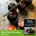 thumbnail image 4 of 5 Packs Black Cherry Tomato Seeds - Reddish-Purple Cherry Tomatoes - Non-GMO Heirloom Annual Full Sun, 4 of 9