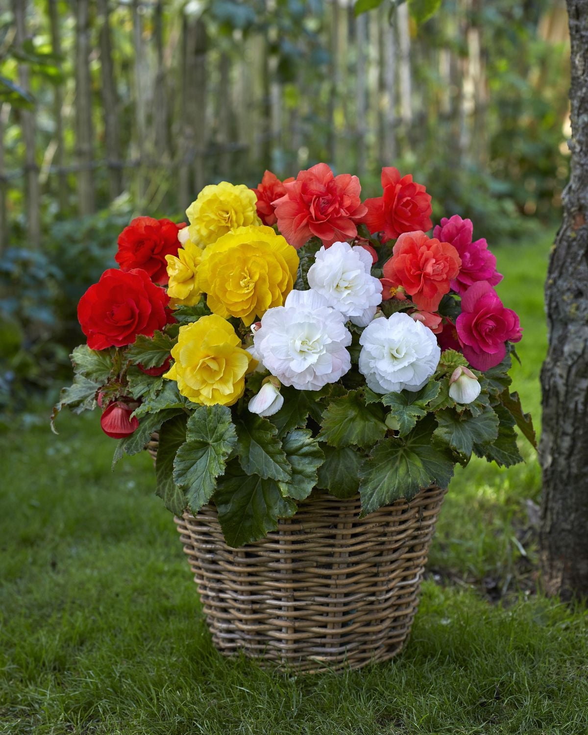 TASC Flower Bulbs- Begonia Assorted - Walmart.ca