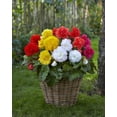 thumbnail image 1 of TASC Bulbes à fleurs - Bégonias assortis, 1 of 2