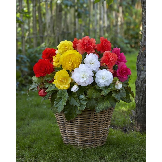TASC Bulbes à fleurs - Bégonias assortis