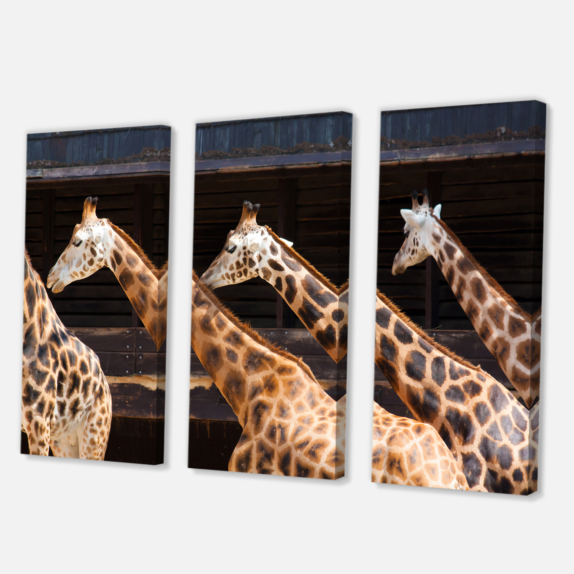 Designart ' Portrait Of Three Giraffes Running ' Farmhouse Canvas Wall Art Print