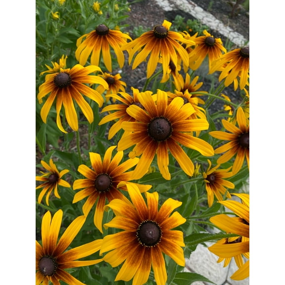 Gloriosa Daisy Rudbeckia Seed Pack-100 Count