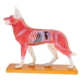 thumbnail image 2 of Modelo de Acupuntura de Perro Zulema 72 Puntos Kit de estudio anatómico para perros, 2 of 8