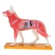 thumbnail image 2 of Modelo de Acupuntura de Perro Zulema 72 Puntos Kit de estudio anatómico para perros, 2 of 8