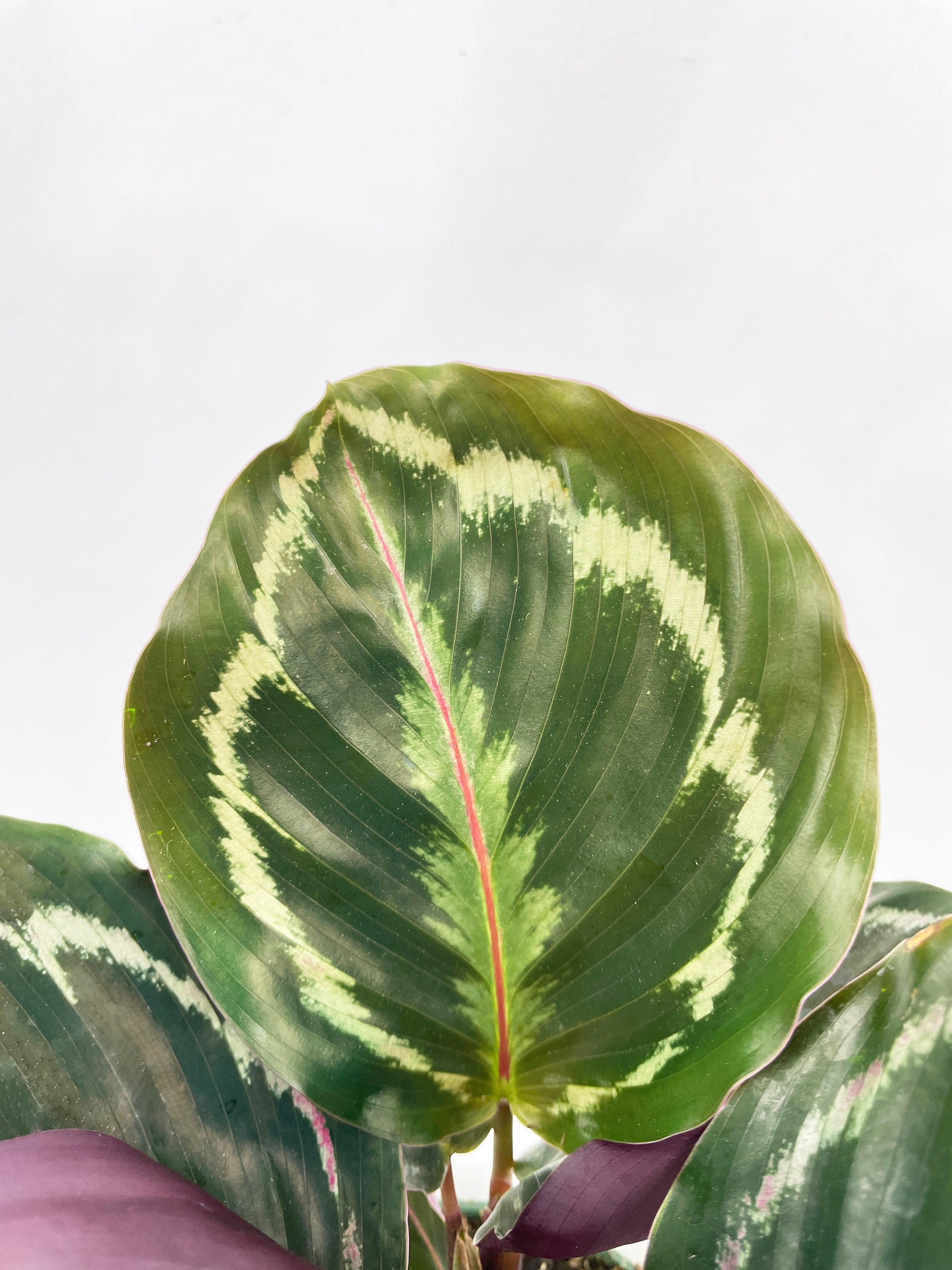 Calathea Medallion - Live Air-Purifying Indoor Plant in Nursery Pot – Easy Care, Low Maintenance Houseplant for Home & Office Decor, Natural Air Cleaner, Best for Beginners (4"Pot, NurseryPot)