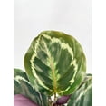 thumbnail image 5 of Calathea Medallion - Live Air-Purifying Indoor Plant in Nursery Pot – Easy Care, Low Maintenance Houseplant for Home & Office Decor, Natural Air Cleaner, Best for Beginners (4"Pot, BlackCylinder), 5 of 9