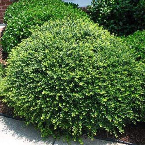 Helleri Japanese Holly-Compact Evergreen Shrub  3 Gallon