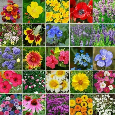Wildflower Mix ALL HEIRLOOM 1000 Seeds - Mother Nature's Seeds - Wildflower Seeds - Flower Seeds for Planting - Non-GMO