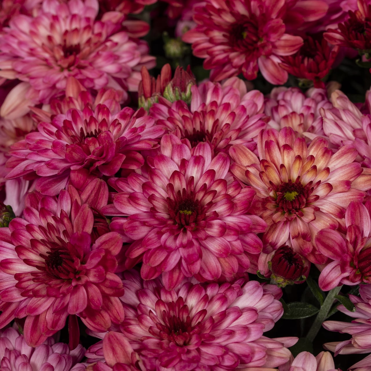 Better Homes & Gardens 1.5G Pink & White Bi-Color Garden Mum Live Plant in Hanging Basket