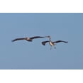 thumbnail image 2 of Lee Peterson 32x23 Gallery Wrapped Canvas Wall Art Titled - Pelicans in Flight II, 2 of 4