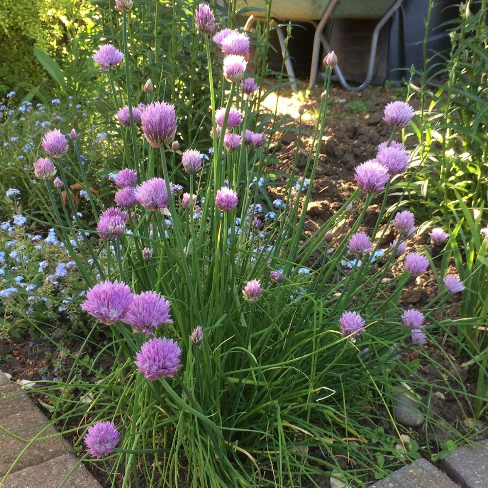 10 Mature Chive Plants Live, Hardy Garlic Chives from 3 to 5 Inch, Outdoor Indoor Planting