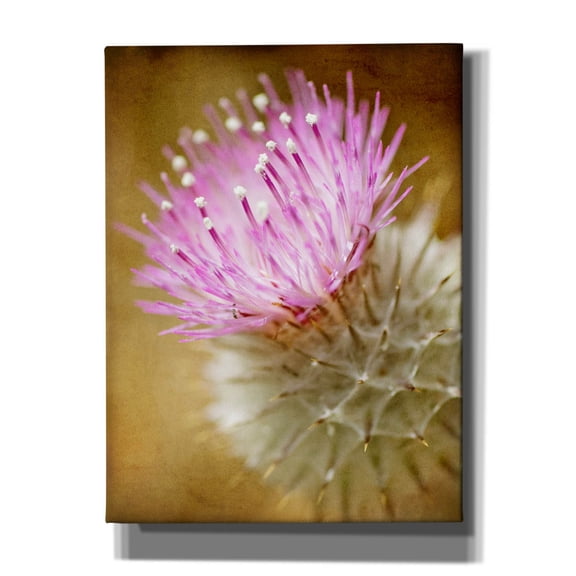 Epic Graffiti 'Thistle Bloom' by Jessica Rogers, Canvas Wall Art, 12"x16"