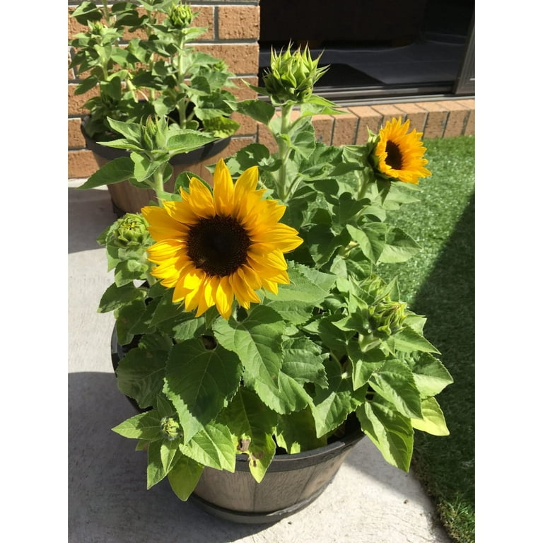 Dwarf Sunflower Seeds Seeds for Planting 100 Seeds Walmart