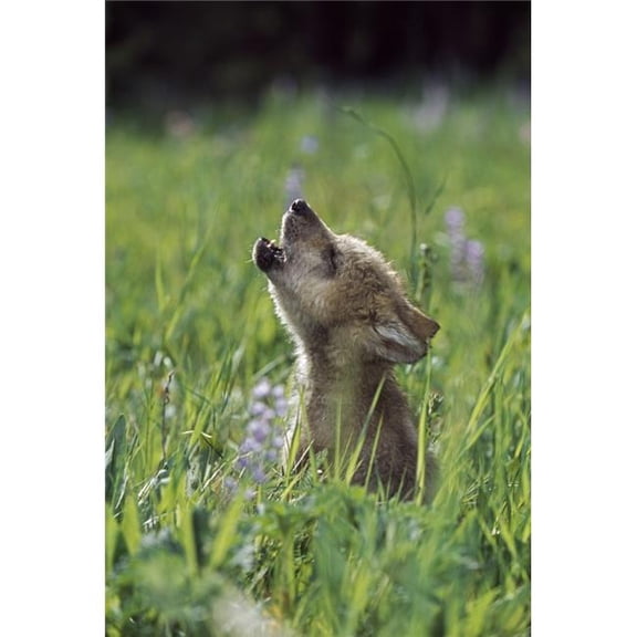 Wolf Puppy Howling in Mountain Meadow Poster Print, 12 x 18