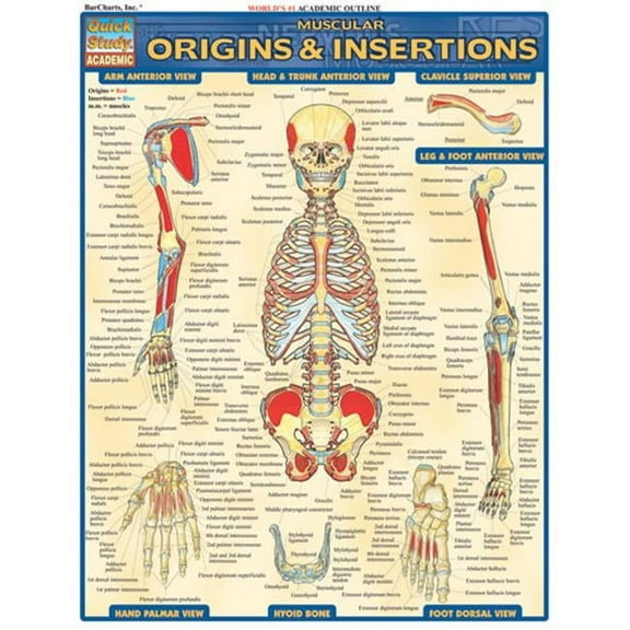 BarCharts- Inc.  Muscular Origins & Insertions