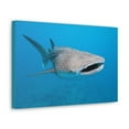 thumbnail image 2 of Whale Shark Hunting Whale Shark on Hunt Print Animal Wall Art Wildlife Canvas Prints Wall Art Ready to Hang Unframed, 2 of 18