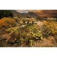 thumbnail image 2 of SMO 14x11 Gold Ornate Wood Framed with Double Matting Museum Art Print Titled - Desert wildflower bloom at Anza Borrego Park in California, 2 of 4