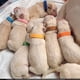 thumbnail image 4 of Collares de terciopelo doble súper suaves para cachorros, collares ajustables para cachorros, 4 of 5