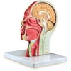 Walter Products Half Head with Musculature