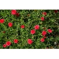 thumbnail image 2 of Seedville 100 Moss Rose Succulent Flower Seeds, 2 of 8