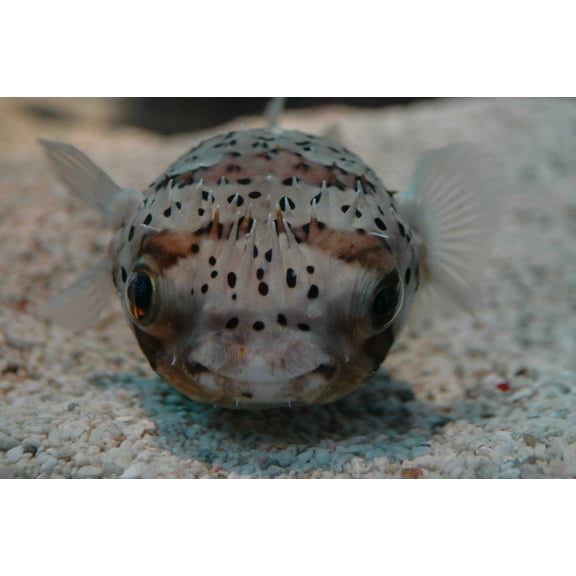 Guernsey Puffer I Wall Decal