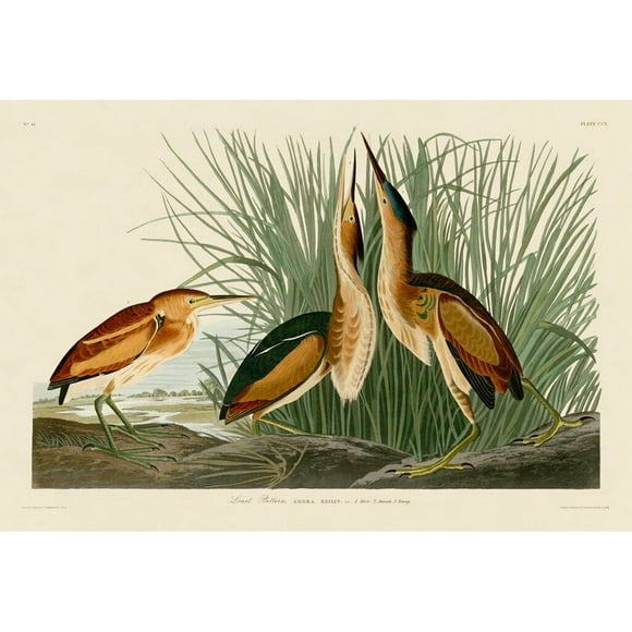 John James Audubon Estampe la Moins Amère