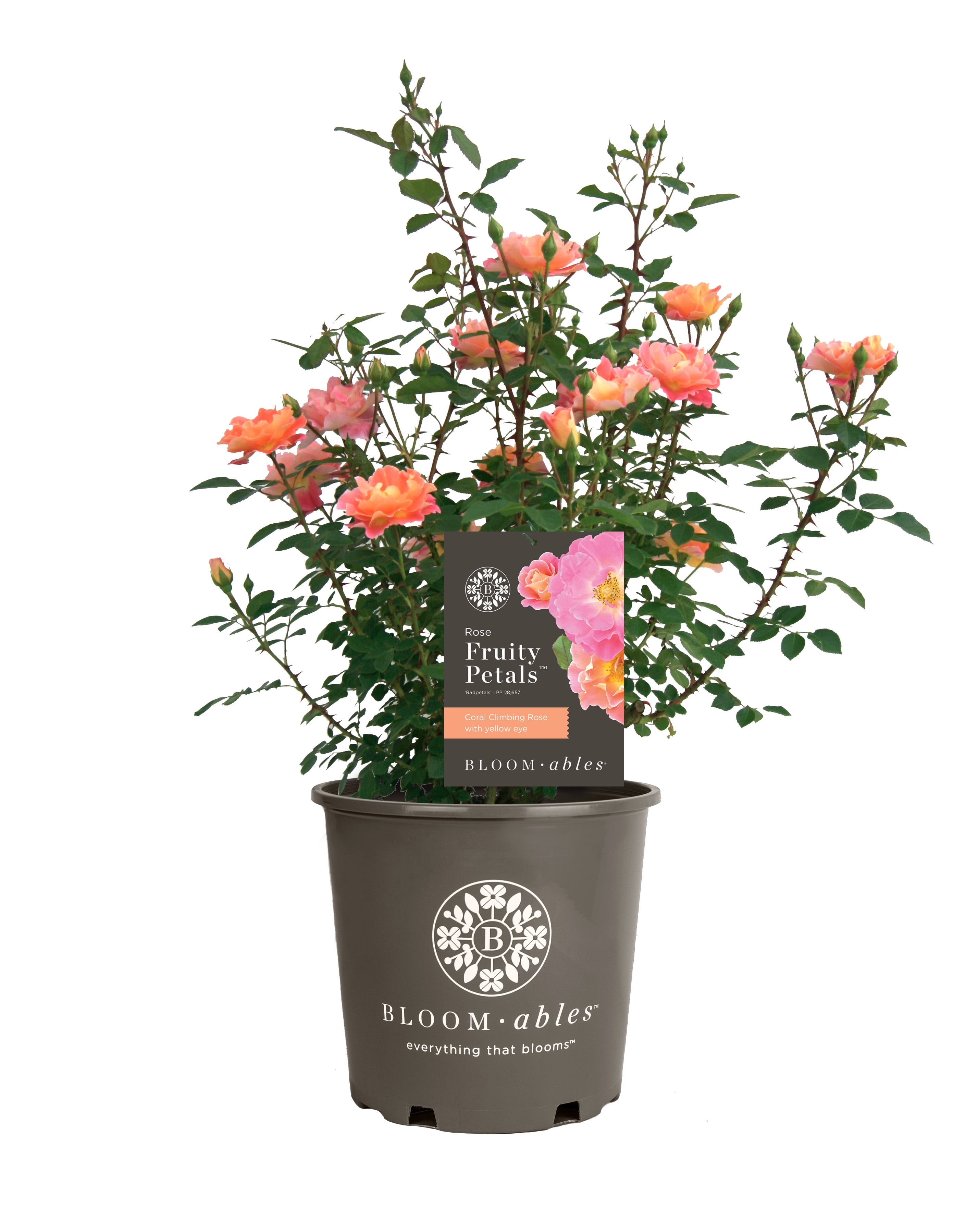 Bloomables® Bareroot Fruity Petals™ Climbing Rose Pink Flowers Live