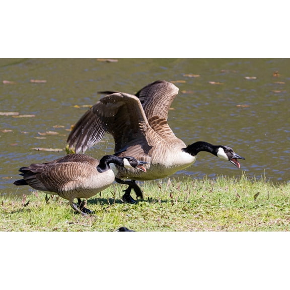 Geese Go Away Light Pen-Great For Walking Jogging-Lightweight-Effective to 500 Feet