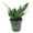 3 Plants, variant on Green Snake Plant - 3 Live Plants in 4 Inch Growers Pots - Sansevieria Trifasciata 'Green Hahnii' - Beautiful and Elegant Easy Care Indoor Houseplants