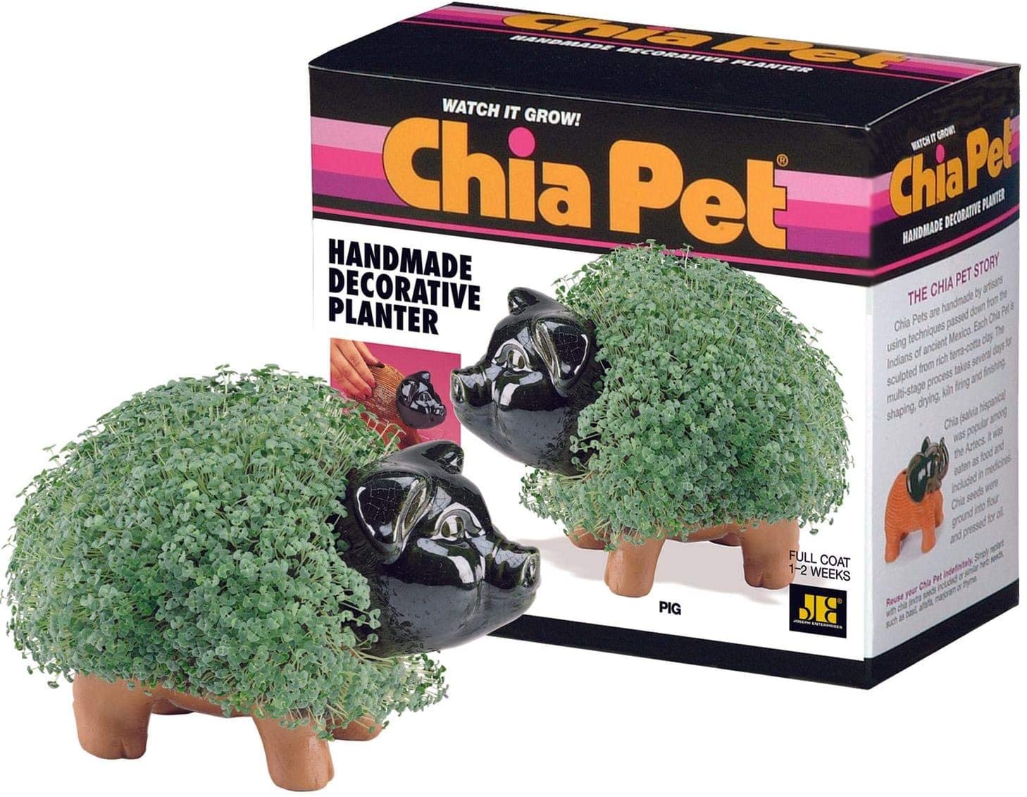 Chia Pig Chia Pig