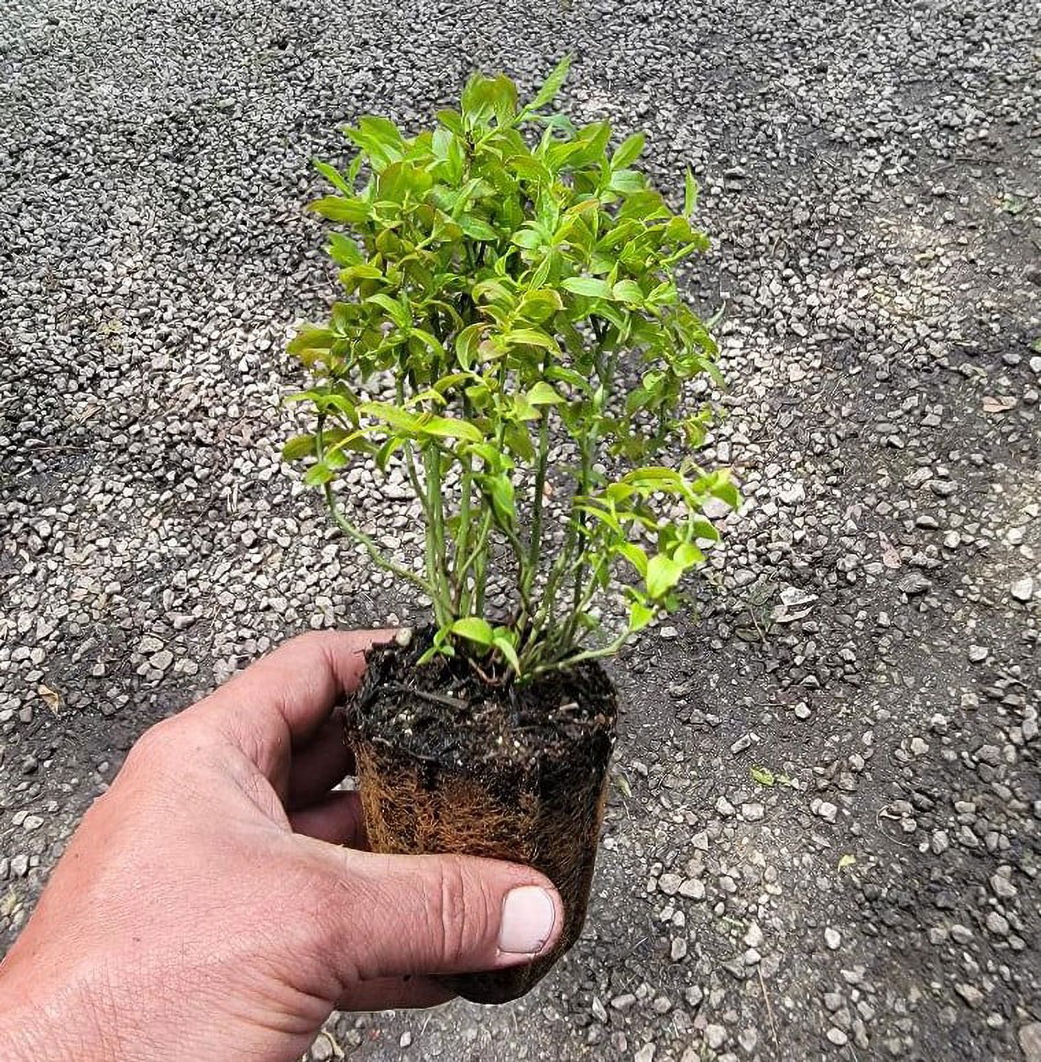 ( 1 ) - Top Hat Dwarf Blueberry - Starter Plant ( 8m ) ( 1 Live Plant )