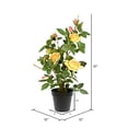 thumbnail image 2 of Vickerman TA181701 21 in. Yellow Rose Plant in Pot, 2 of 2