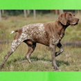 thumbnail image 3 of CafePress - German Shorthair Pointer Full T Shirt - Light T-Shirt - CP, 3 of 4